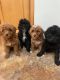 Golden Doodle Puppies for sale in Lowville, NY 13367, USA. price: NA