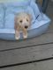 Golden Doodle Puppies for sale in Toledo, OH, USA. price: NA