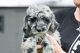 Golden Doodle Puppies for sale in Port Charlotte, FL, USA. price: NA
