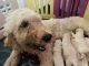Golden Doodle Puppies for sale in Louisa, KY 41230, USA. price: $1,500