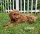 Golden Doodle Puppies for sale in Anaheim, CA, USA. price: $800