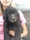 Golden Doodle Puppies for sale in Ventura, CA 93004, USA. price: NA
