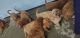Golden Doodle Puppies for sale in Candor, NY 13743, USA. price: $600
