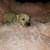 Golden Doodle Puppies for sale in Anniston, AL, USA. price: NA