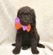 Golden Doodle Puppies for sale in Clemson, SC, USA. price: NA