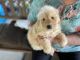 Golden Doodle Puppies for sale in Whitwell, TN 37397, USA. price: NA