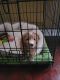 Golden Doodle Puppies for sale in Gibsonton, FL 33534, USA. price: NA