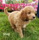 Golden Doodle Puppies for sale in Newaygo, MI 49337, USA. price: NA