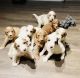 Golden Doodle Puppies for sale in Jupiter, FL, USA. price: NA
