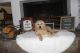 Golden Doodle Puppies for sale in Tehachapi, CA 93561, USA. price: NA