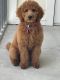 Golden Doodle Puppies for sale in Odessa, FL, USA. price: $3,500