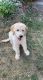 Golden Doodle Puppies for sale in Shippensburg, PA 17257, USA. price: NA