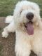 Golden Doodle Puppies for sale in Oakland, TN, USA. price: NA