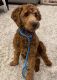 Golden Doodle Puppies for sale in Missouri City, TX, USA. price: NA