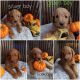 Golden Doodle Puppies for sale in Miami, OK 74354, USA. price: NA