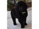 Golden Doodle Puppies for sale in Del Mar, CA 92014, USA. price: NA