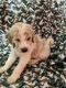 Golden Doodle Puppies for sale in Linneus, MO 64653, USA. price: NA