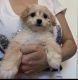 Golden Doodle Puppies for sale in Overland Park, KS, USA. price: NA