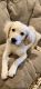 Golden Doodle Puppies for sale in Davis, OK 73030, USA. price: NA