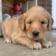 Golden Doodle Puppies for sale in 2222 Plastics Dr, Gastonia, NC 28054, USA. price: NA