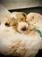 Golden Doodle Puppies for sale in Margate, FL, USA. price: NA