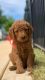 Golden Doodle Puppies for sale in Cambridge, MD 21613, USA. price: NA