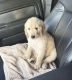 Golden Doodle Puppies for sale in Starkville, MS 39759, USA. price: NA