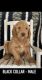 Golden Doodle Puppies for sale in Rockdale, TX 76567, USA. price: $450