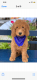 Golden Doodle Puppies for sale in Texarkana, TX, USA. price: NA