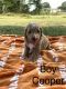 Golden Doodle Puppies for sale in Texas Blvd & Arkansas Blvd, Texarkana, TX 71854, USA. price: NA