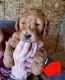 Golden Doodle Puppies for sale in Sterling, CO 80751, USA. price: NA