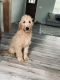 Golden Doodle Puppies for sale in Boiling Springs, SC 29316, USA. price: NA