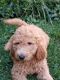 Golden Doodle Puppies for sale in Mt Gilead, OH 43338, USA. price: NA