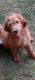 Golden Doodle Puppies for sale in Mt Gilead, OH 43338, USA. price: $500