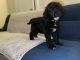 Golden Doodle Puppies for sale in Dearborn, MI, USA. price: NA