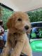 Golden Doodle Puppies for sale in Manchester, CT, USA. price: NA