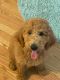Golden Doodle Puppies for sale in Tulsa, OK, USA. price: NA