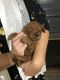 Golden Doodle Puppies for sale in Scottsboro, AL 35768, USA. price: NA