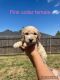 Golden Doodle Puppies for sale in El Reno, OK, USA. price: NA