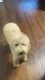 Golden Doodle Puppies for sale in Memphis, TN, USA. price: NA