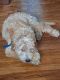 Golden Doodle Puppies for sale in Ewing Township, NJ, USA. price: NA