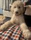 Golden Doodle Puppies for sale in Denver, CO, USA. price: NA