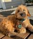 Golden Doodle Puppies for sale in Sacramento, CA, USA. price: $600