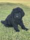 Golden Doodle Puppies for sale in Indiana Ave, Lubbock, TX, USA. price: NA