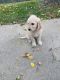 Golden Doodle Puppies for sale in Minnetonka, MN, USA. price: NA