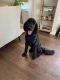 Golden Doodle Puppies for sale in Brighton, MI 48116, USA. price: NA