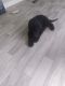Golden Doodle Puppies for sale in Lacombe, LA 70445, USA. price: NA