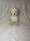 Golden Doodle Puppies for sale in Caldwell, ID 83607, USA. price: $800