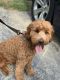 Golden Doodle Puppies for sale in Bear, DE, USA. price: NA