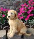 Golden Doodle Puppies for sale in Cicero, NY, USA. price: $700
